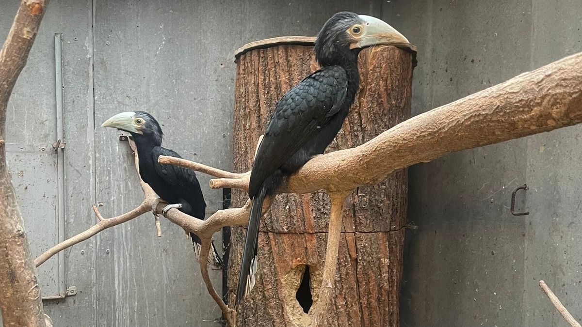 Olomoucká zoo poprvé úspěšně odchovala mláďata vzácných zoborožců malajských